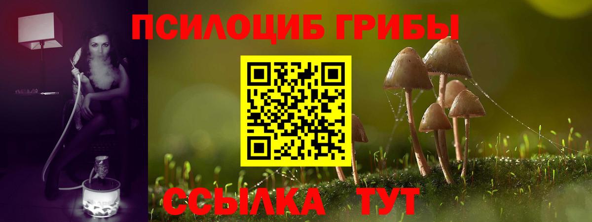 Галлюциногенные грибы Psilocybine cubensis Омск